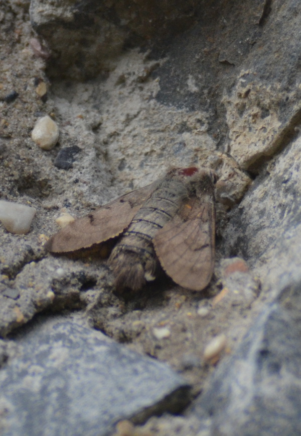 lepidottero Sphingidae: conferma identificazione e domanda